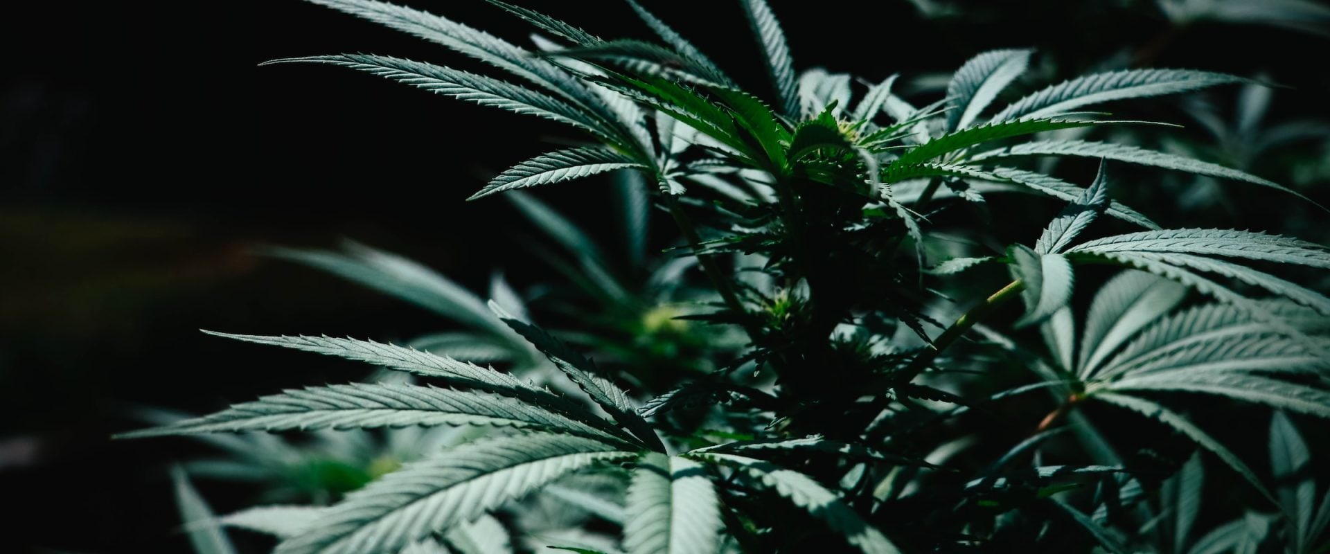 How much cannabis is used in the uk?