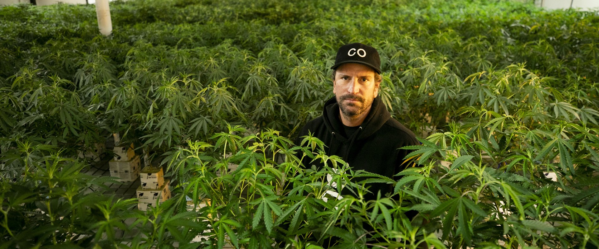 Is the cannabis industry worth getting into?