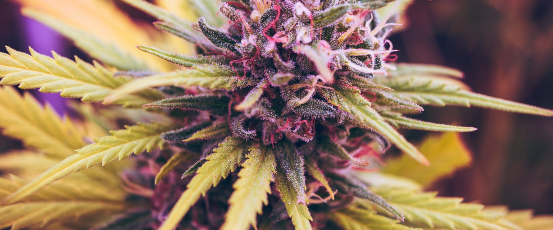 Supporting Ethical and Sustainable Practices in the Cannabis Industry: A Comprehensive Guide