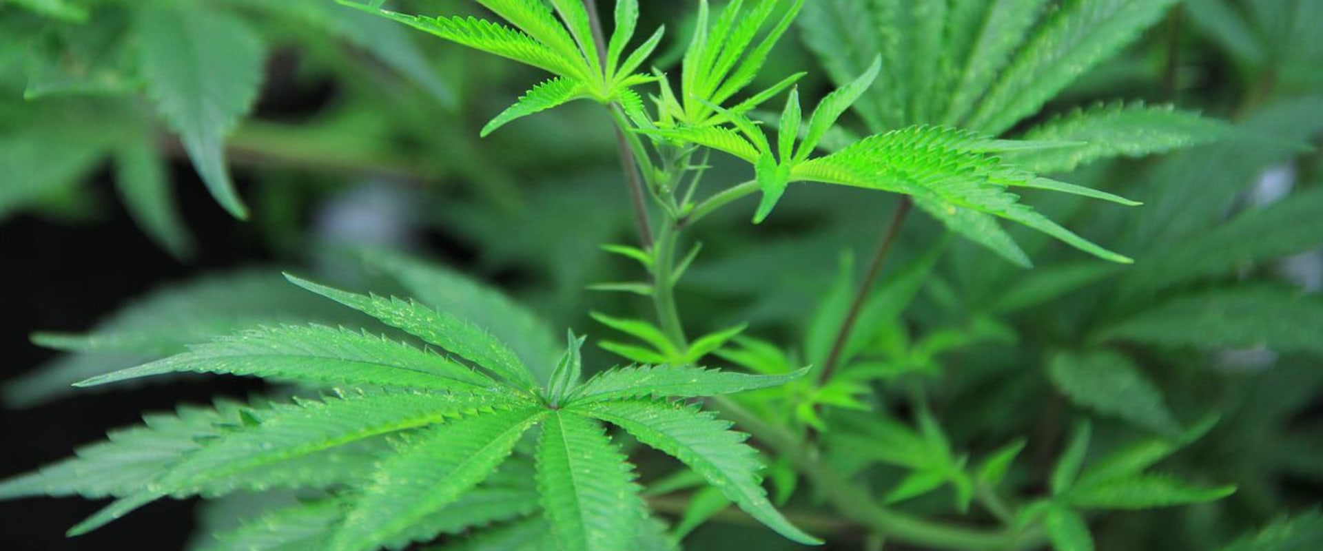 Impact of Global Legalization on the Cannabis Industry: Updates, Innovations, and Resources