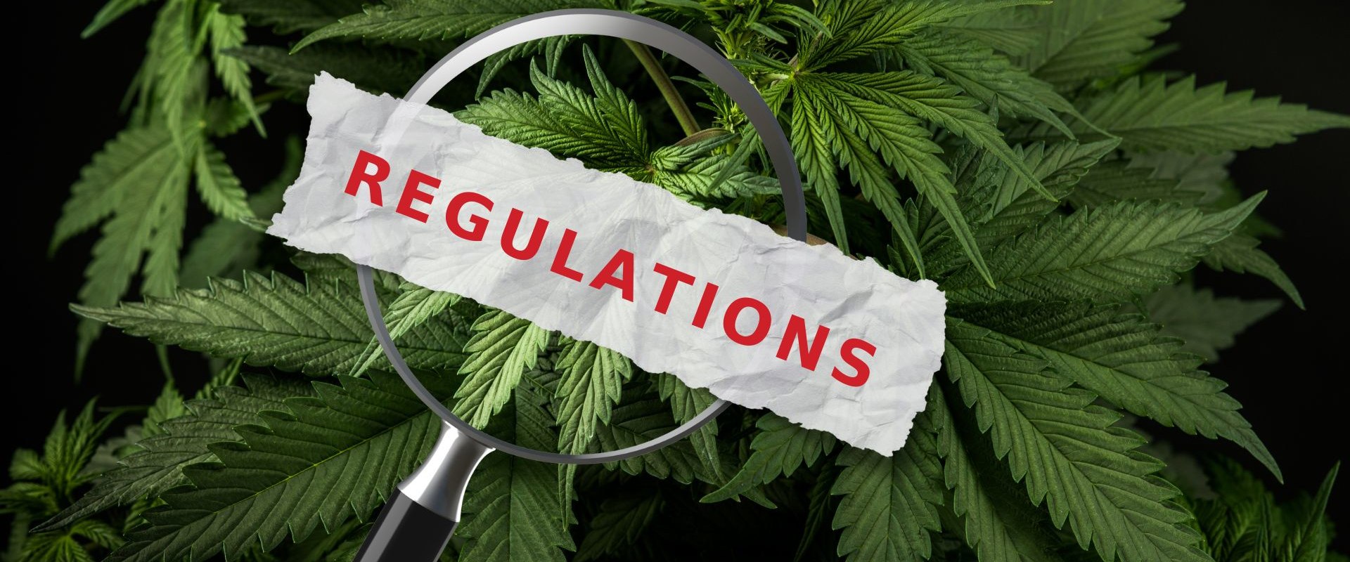 The Importance of Quality Control and Safety in Cannabis Extraction
