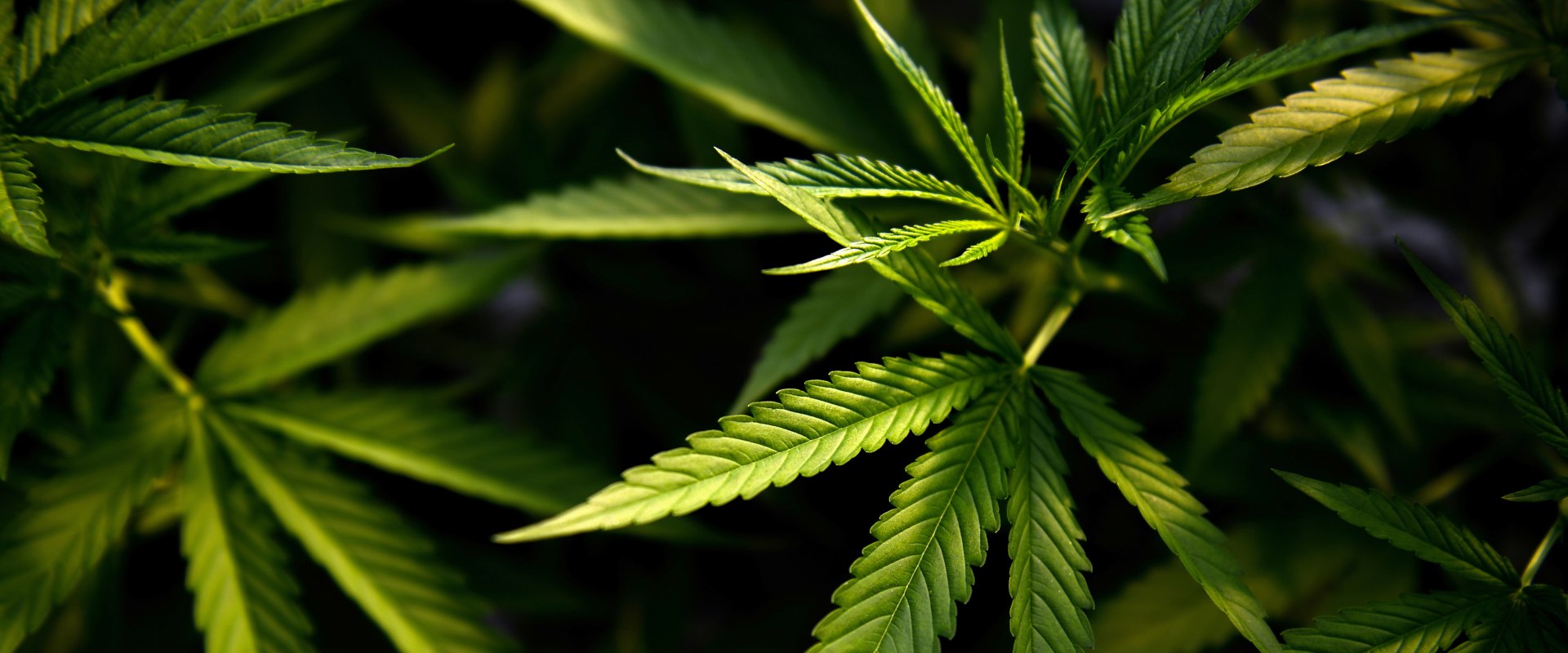 The Changing Landscape of Cannabis: Updates and Regulations for the Digital Age