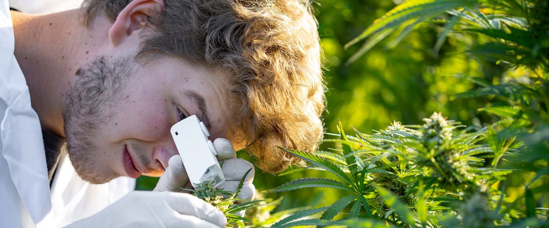 Comparing Extraction Methods for Cannabis