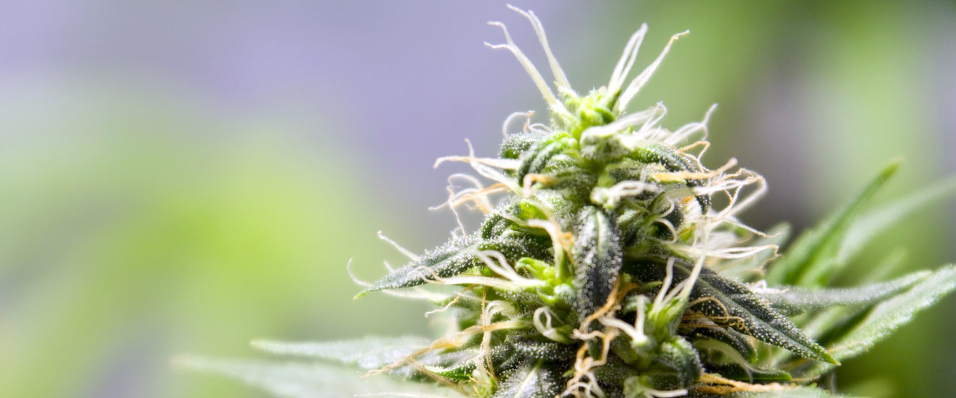 International Trade Agreements on Cannabis: An Overview of the Growing Industry and Legalization Updates