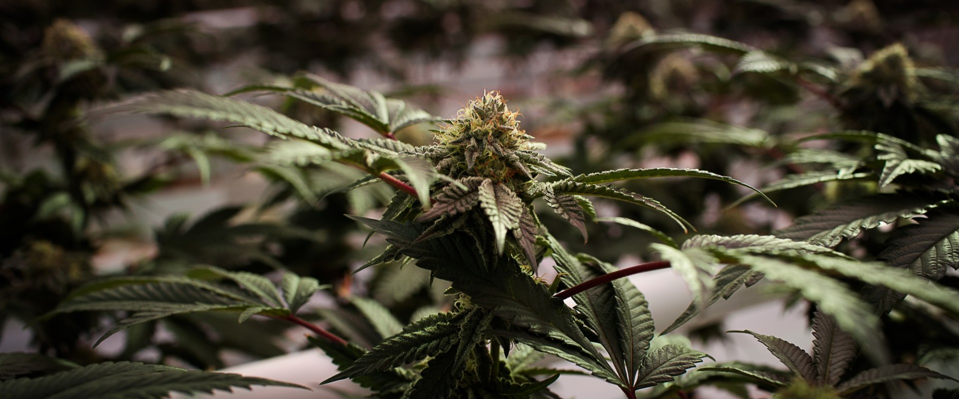 Comparing Different Vaporizers - Keeping up with the UK Cannabis Industry