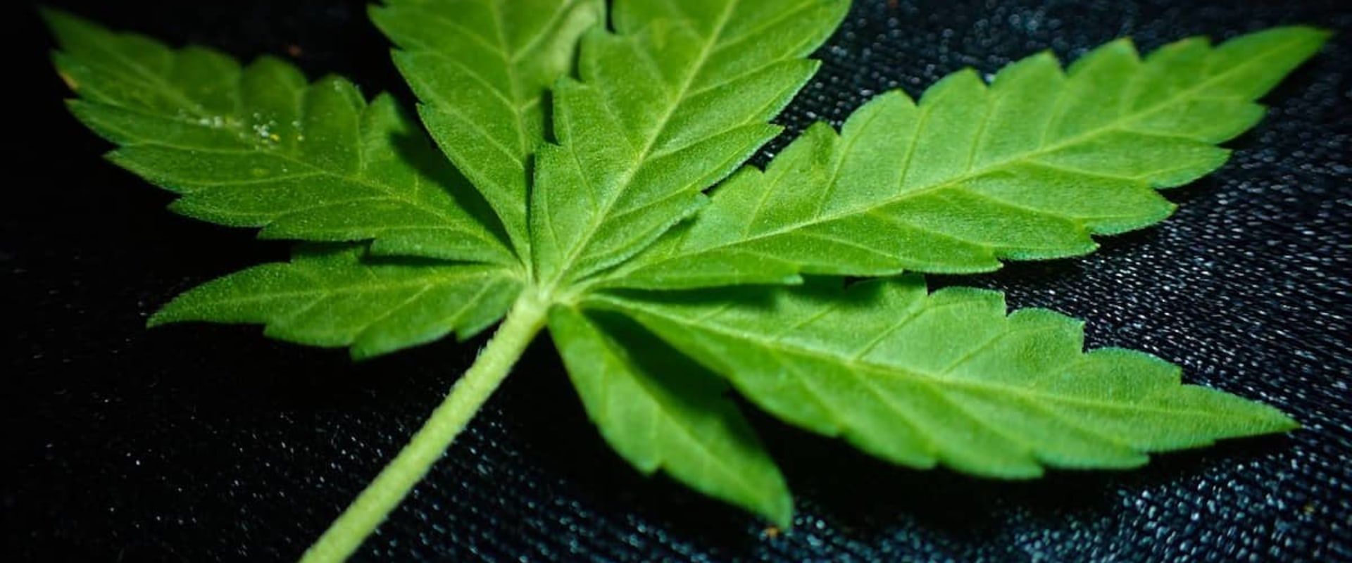Supply Chain Management in the UK Cannabis Industry