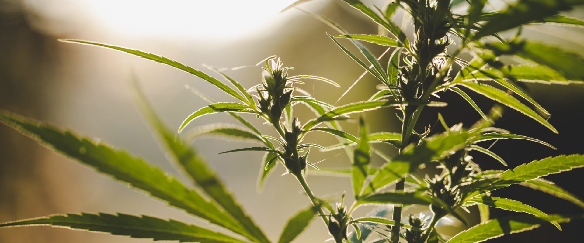 Marketing Strategies for UK Cannabis Businesses