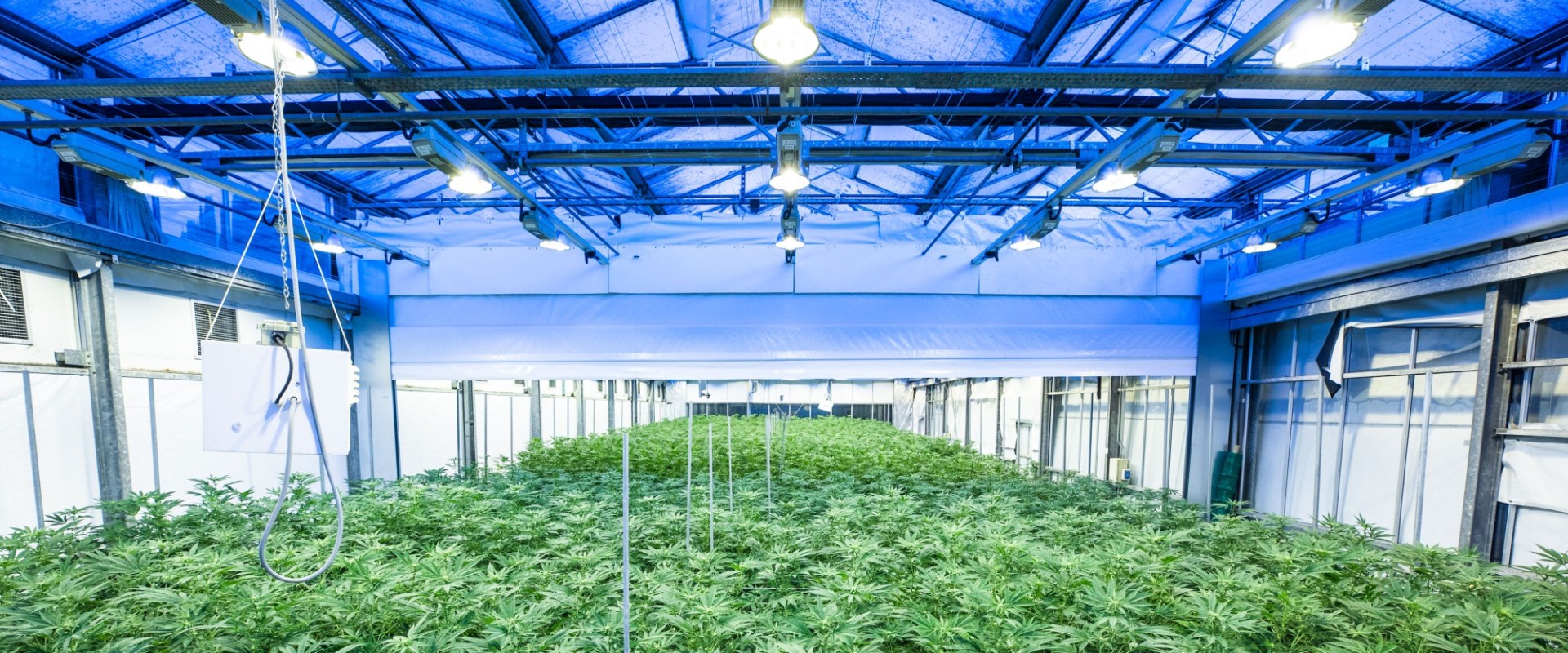 Reviews of Indoor and Outdoor Growing Equipment: Exploring the Latest Innovations in the Cannabis Industry
