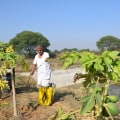 Comparisons of Different Cultivation Methods