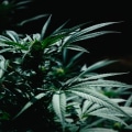 How much cannabis is used in the uk?
