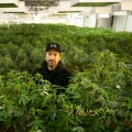 Is the cannabis industry worth getting into?