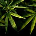 Protecting Your Rights as a Cannabis Consumer: What You Need to Know