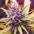 Supporting Ethical and Sustainable Practices in the Cannabis Industry: A Comprehensive Guide