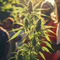 Exploring 5 Top Weed Strains that have stood the test of time in 2024