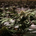 Comparing Different Vaporizers - Keeping up with the UK Cannabis Industry