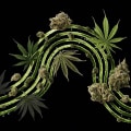 What is the purpose of ISMOKE's cannabis strains guide?