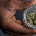 The Digital Age of Cannabis: Understanding Local Regulations and Licensing Processes