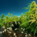 Sustainable Practices in Cannabis Cultivation: How to Grow Responsibly in the Digital Age