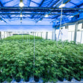Reviews of Indoor and Outdoor Growing Equipment: Exploring the Latest Innovations in the Cannabis Industry