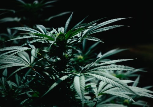 How much cannabis is used in the uk?
