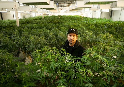 Is the cannabis industry worth getting into?