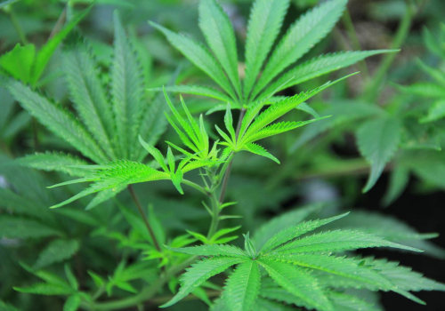 Impact of Global Legalization on the Cannabis Industry: Updates, Innovations, and Resources