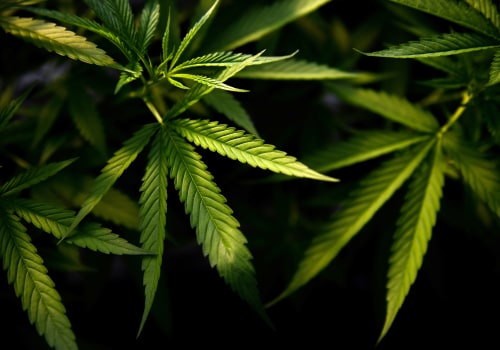 The Changing Landscape of Cannabis: Updates and Regulations for the Digital Age