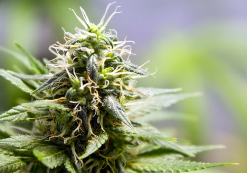 International Trade Agreements on Cannabis: An Overview of the Growing Industry and Legalization Updates