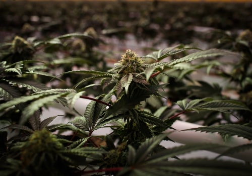 Comparing Different Vaporizers - Keeping up with the UK Cannabis Industry